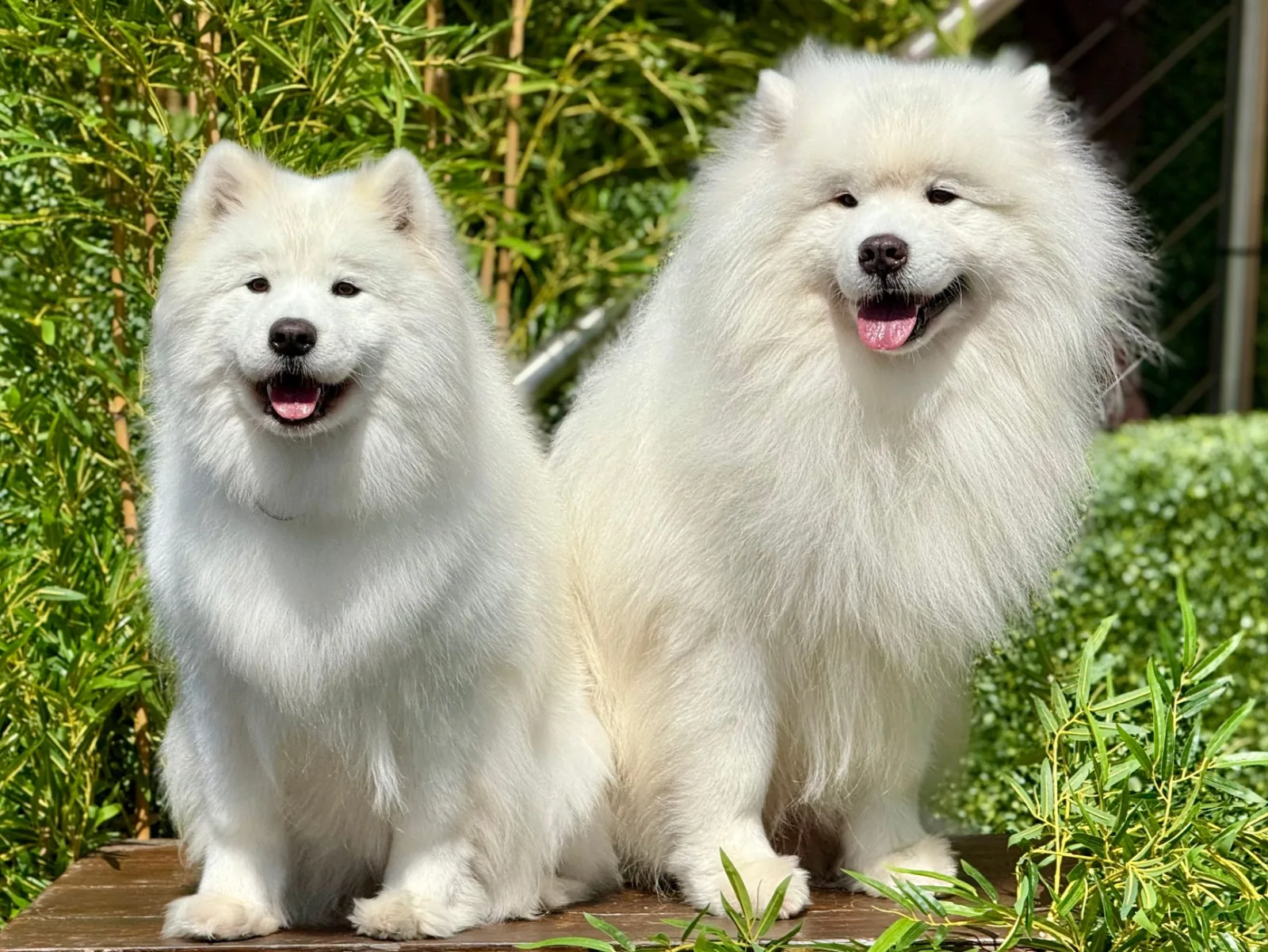 Two fluffy Samoyed dogs happily sitting together in a sunny garden.