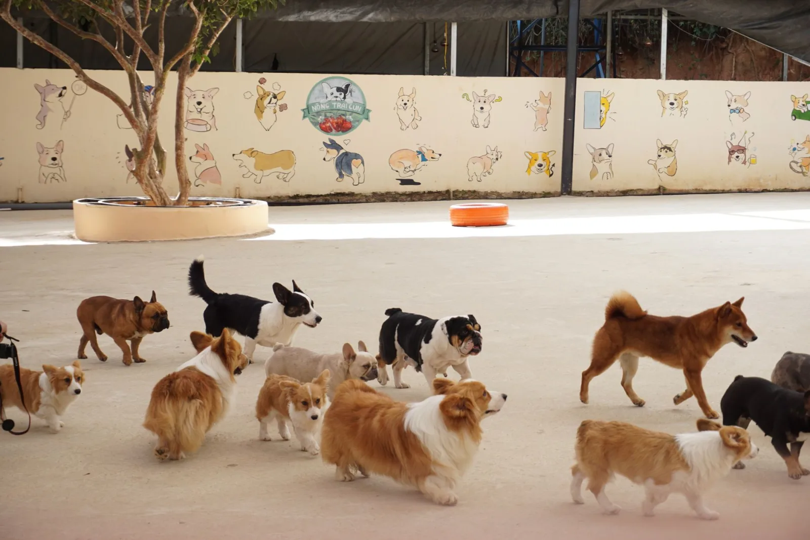 A diverse group of dogs enjoying playtime outdoors at a pet daycare facility.